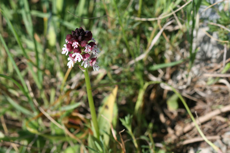 Orchis ustulata